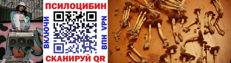 Псилоцибиновые грибы Psilocybe  Пустошка 